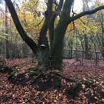 Veluwe Park Reewold Talisman Domek alpejski Putten
