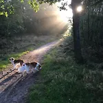 Veluwe Park Reewold Talisman 木屋