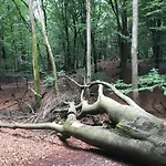 木屋 Veluwe Park Reewold Talisman *