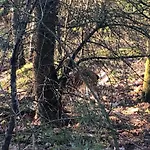 木屋 Veluwe Park Reewold Talisman *