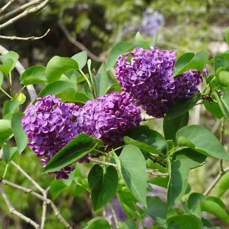 Veluwe Park Reewold Talisman * Putten