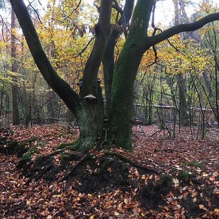 Veluwe Park Reewold Talisman Chalet Putten