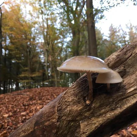 Veluwe Park Reewold Talisman 木屋 *