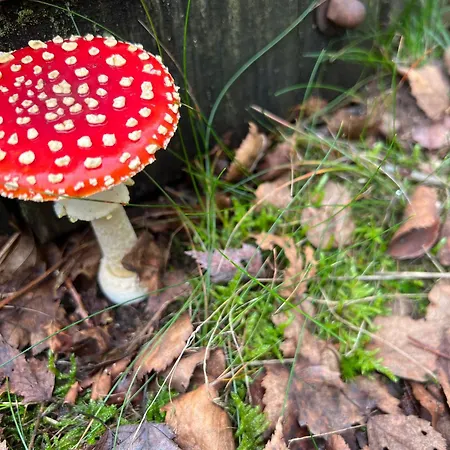 木屋 Veluwe Park Reewold Talisman