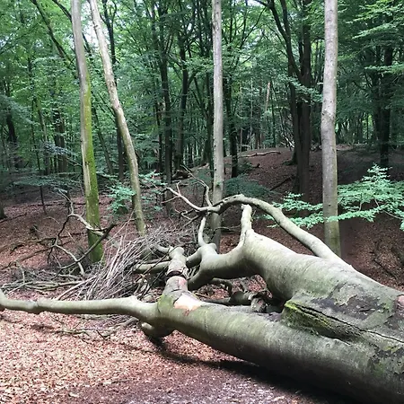 Chalet Veluwe Park Reewold Talisman *