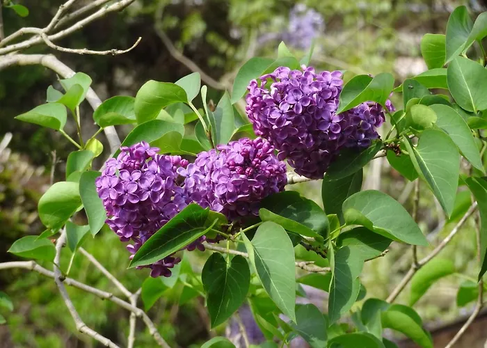 Veluwe Park Reewold Talisman * Putten