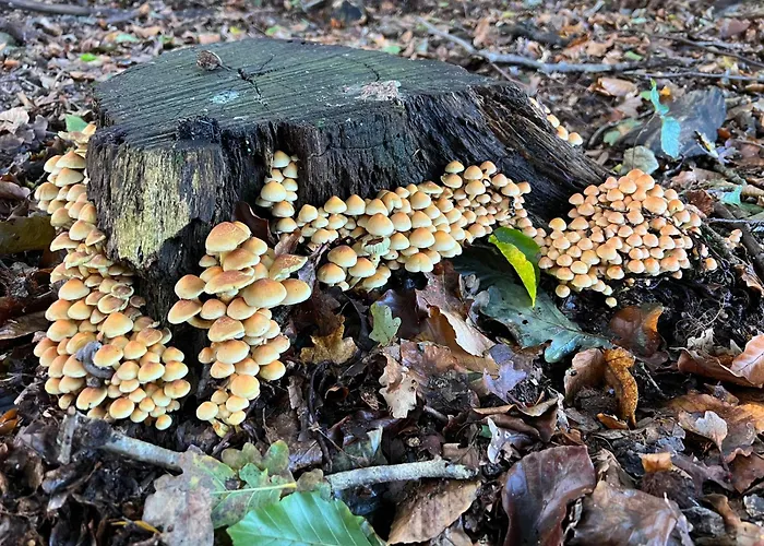 Veluwe Park Reewold Talisman Chalet Putten