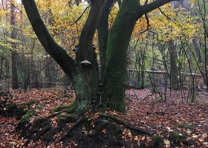 Veluwe Park Reewold Talisman 木屋 皮滕