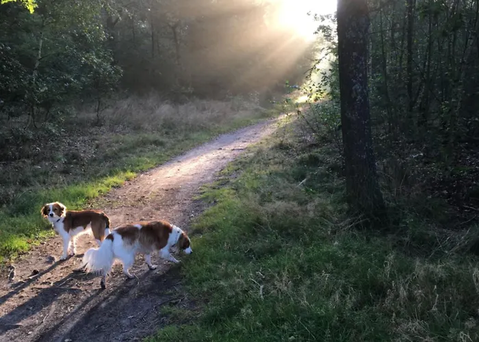 Veluwe Park Reewold Talisman Chalet