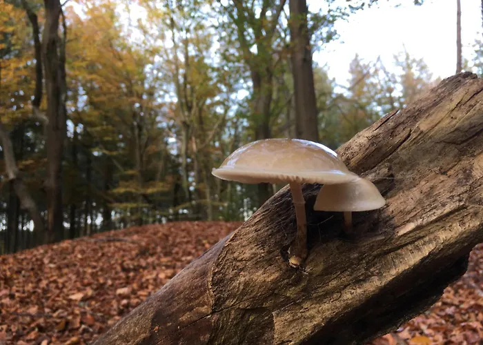 Veluwe Park Reewold Talisman Chalet *