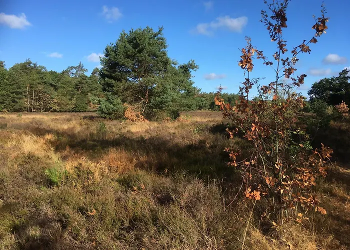 Veluwe Park Reewold Talisman 木屋 *