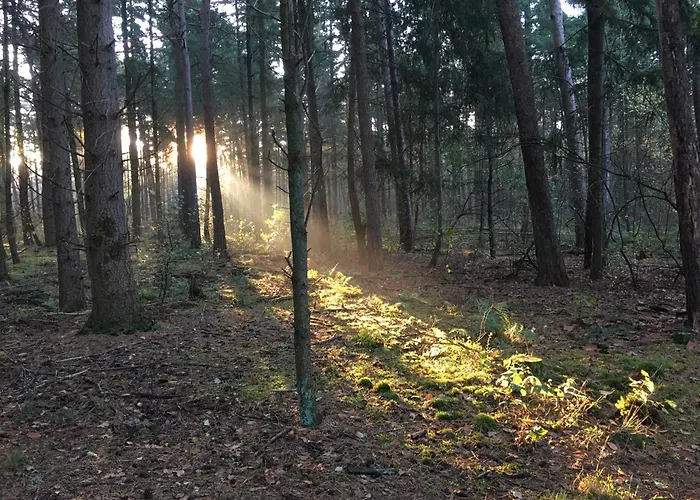 木屋 Veluwe Park Reewold Talisman 皮滕