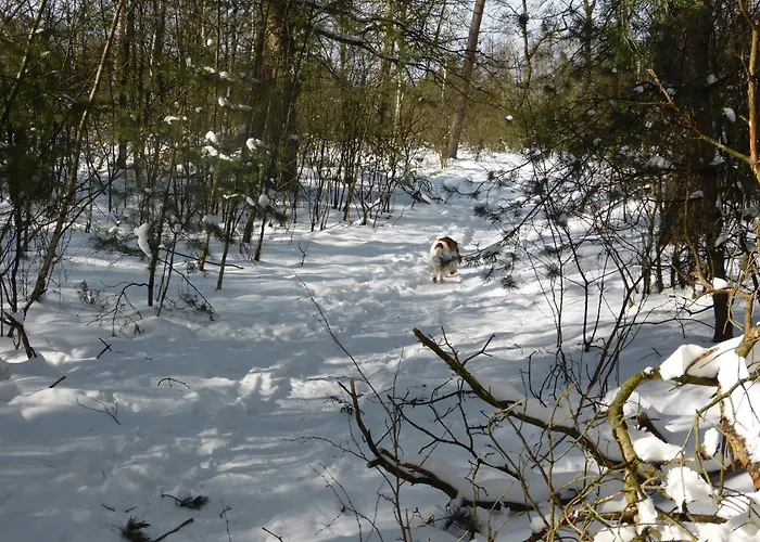 Veluwe Park Reewold Talisman Putten