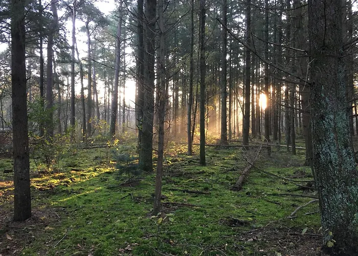 Veluwe Park Reewold Talisman * 皮滕