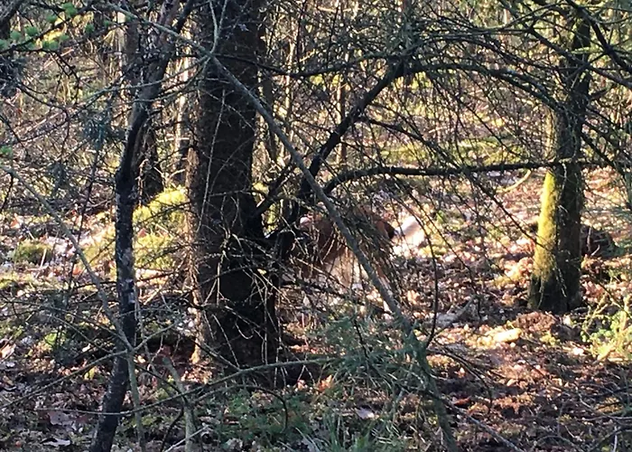 Chalet Veluwe Park Reewold Talisman *
