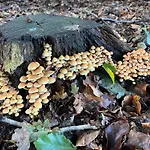 Veluwe Park Reewold Talisman Alpstuga Putten
