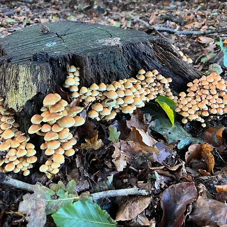 Veluwe Park Reewold Talisman 샬레 푸텐