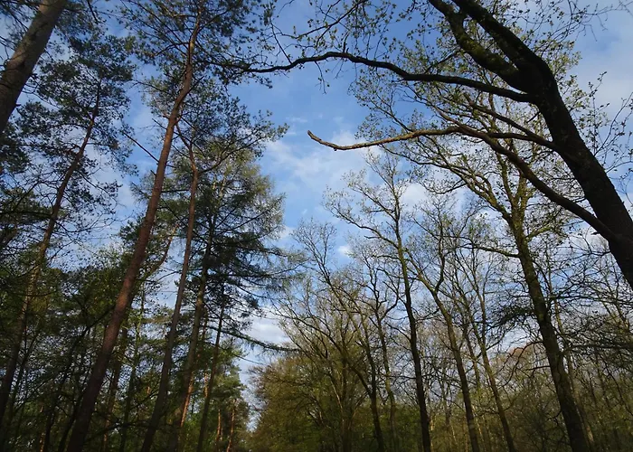 Veluwe Park Reewold Talisman