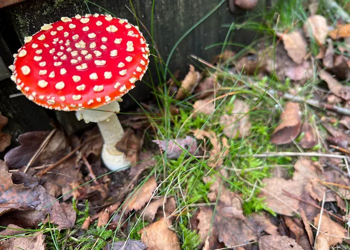 Chalé Veluwe Park Reewold Talisman