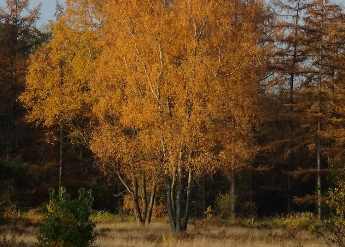 Chalé Veluwe Park Reewold Talisman