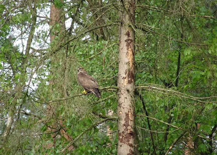 Veluwe Park Reewold Talisman Putten