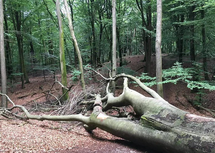 Chalet Veluwe Park Reewold Talisman *